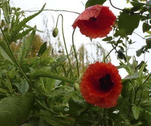 Poppies